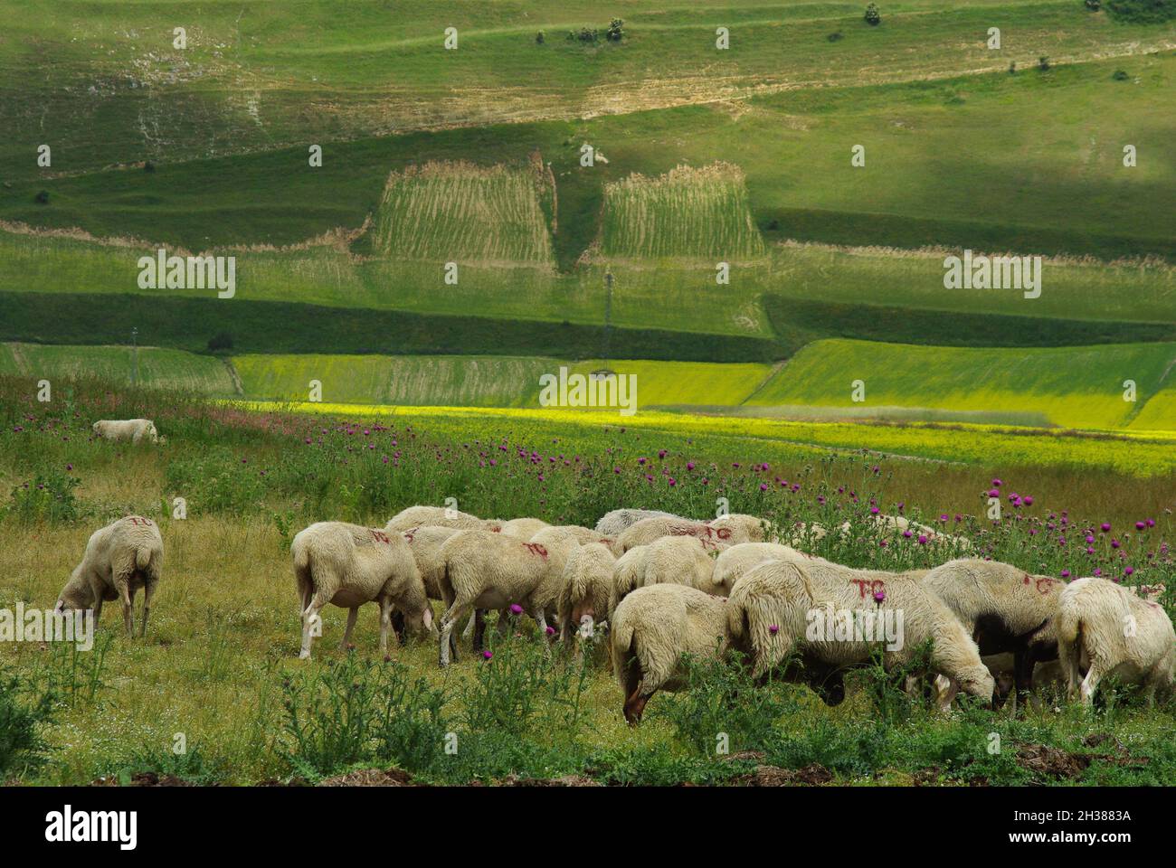 Herd of sheep grazing on the plateau Stock Photo - Alamy