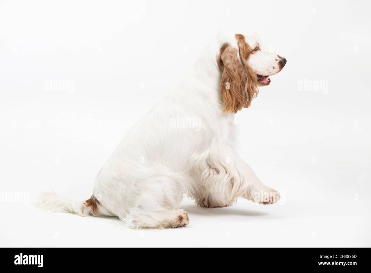 The dog is sitting and has his front paw raised. English cocker spaniel with honey gold coat. Stock Photo