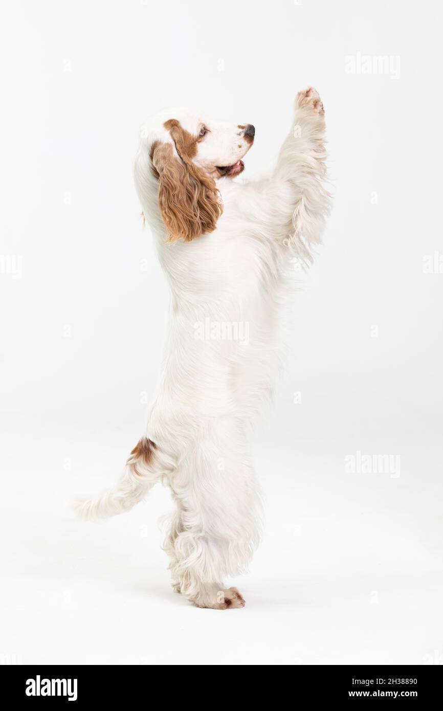 The dog stands on two hind legs. English cocker spaniel with honey gold coat Stock Photo Alamy
