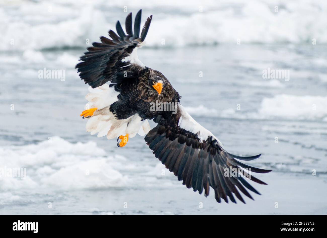 Asia; Japan; Hokkaido; Sea of Okhotsk; Winter; Wildlife; Bird; Bird of ...