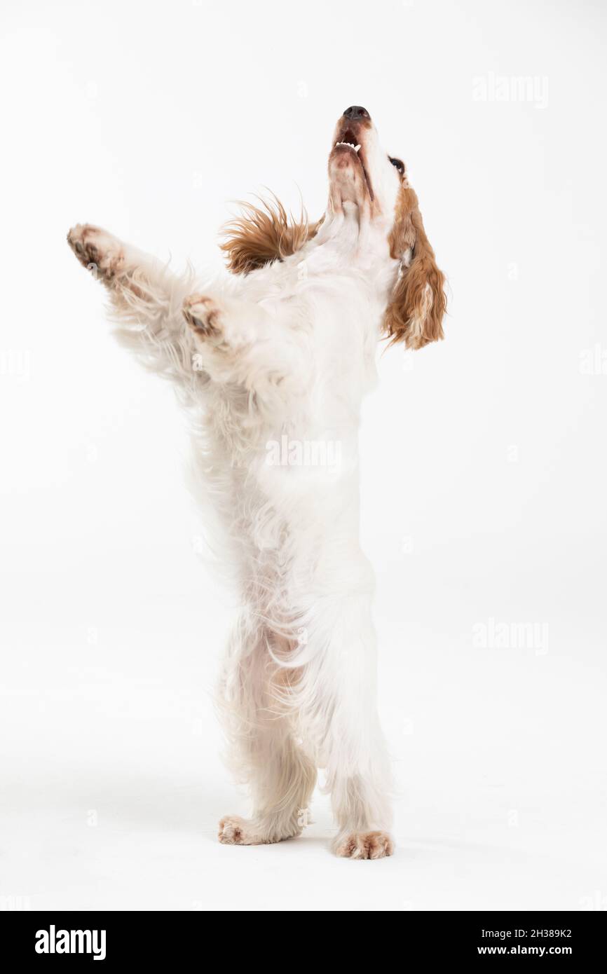 The dog stands on two hind legs. English cocker spaniel with honey gold coat. Stock Photo