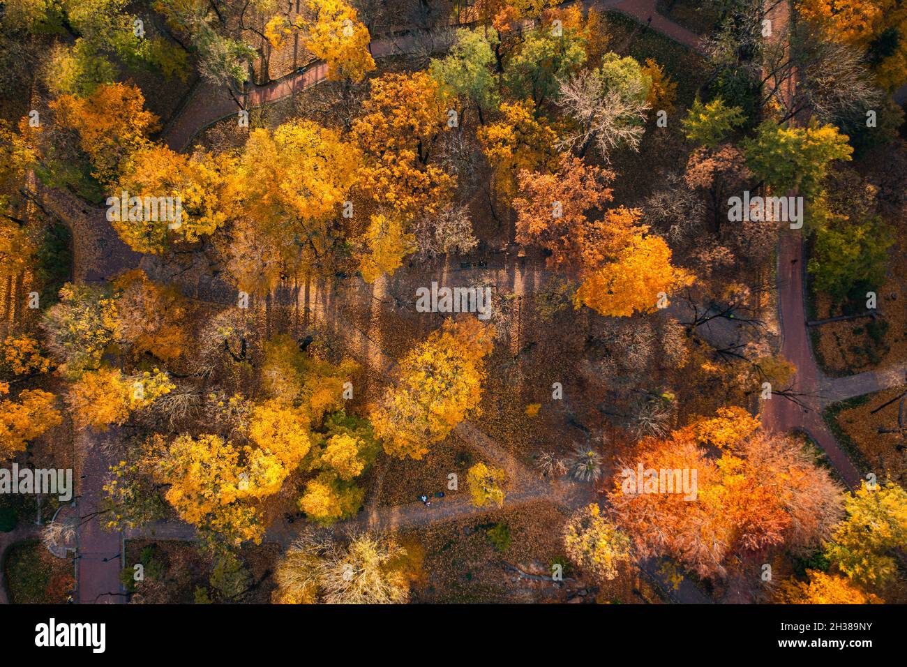 Aerial view on park in autumn from drone Stock Photo - Alamy