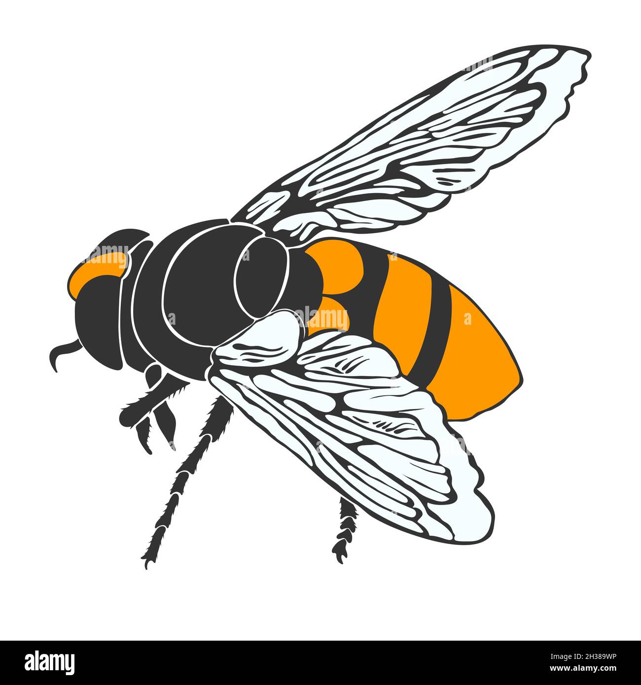 Vector Wasp illustration isolated on white backdrop Stock Vector