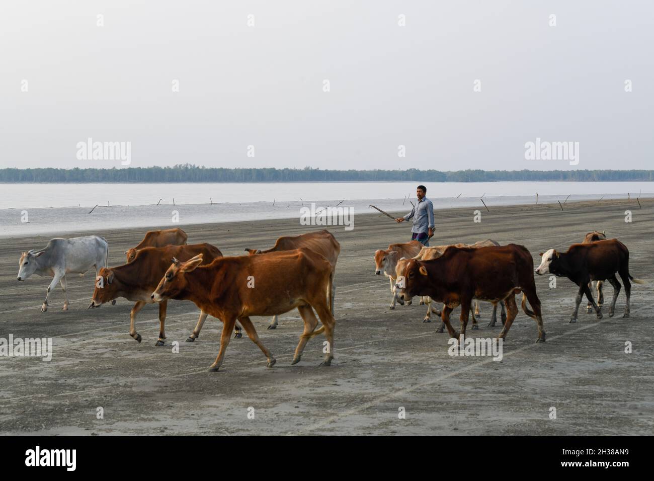 Patuakhali, Bangladesh. 22nd Oct, 2021. A herd of cattle is seen returning home with cattle in the evening at Kuakata beach in Patuakhali District.Kuakata, locally known as Sagar Kannya (daughter of the sea) is located in the southwest of Bangladesh. The water level has risen due climate change and sedimentation on the sea-bed. As such tidal surges often flood the beach. The embankment, planted with various species of trees and garden, eco-park, and houses, are on the verge of extinction as erosion has taken a serious turn due to the monsoon. (Credit Image: © Piyas Biswas/SOPA Images via ZU Stock Photo