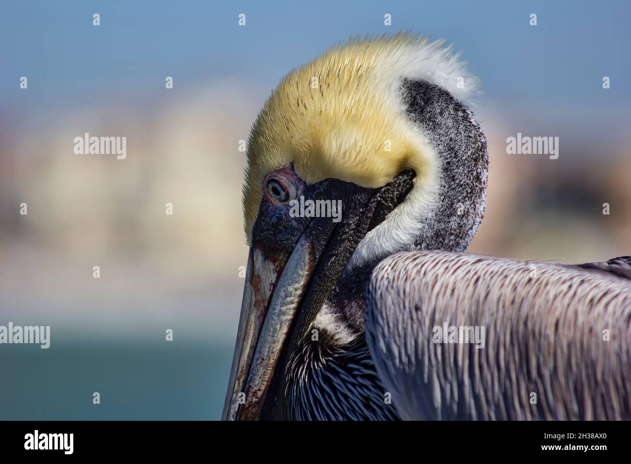 Close Up of Brown Pelican bird in Florida Stock Photo