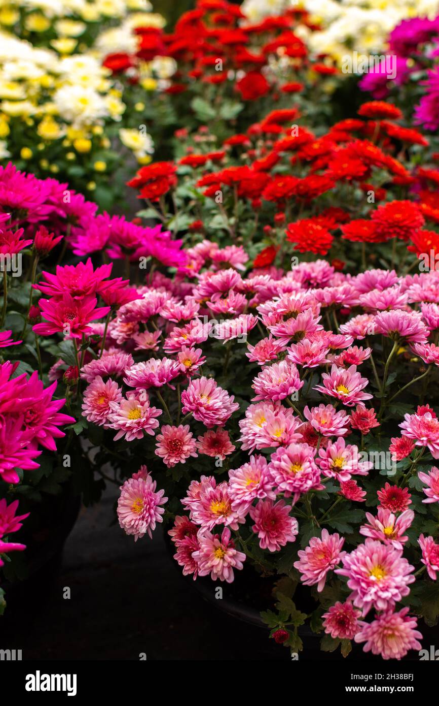 Bushes of colorful beautiful autumn flowers of chrysanthemums in pots in the garden near the house Stock Photo