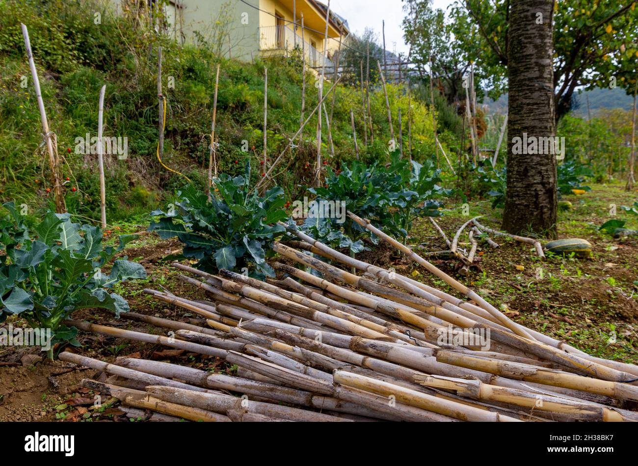Italian farm cane stalks Arundo donax Stock Photo