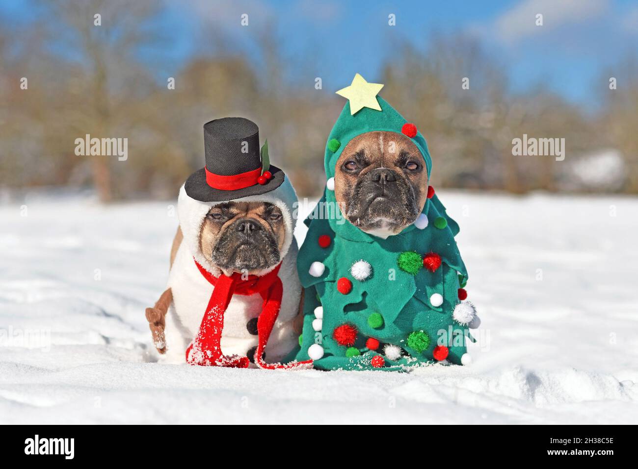 Dogs in Christmas costumes. Two French Bulldogs dresses up as funny Christmas tree and snowman in snow. Stock Photo