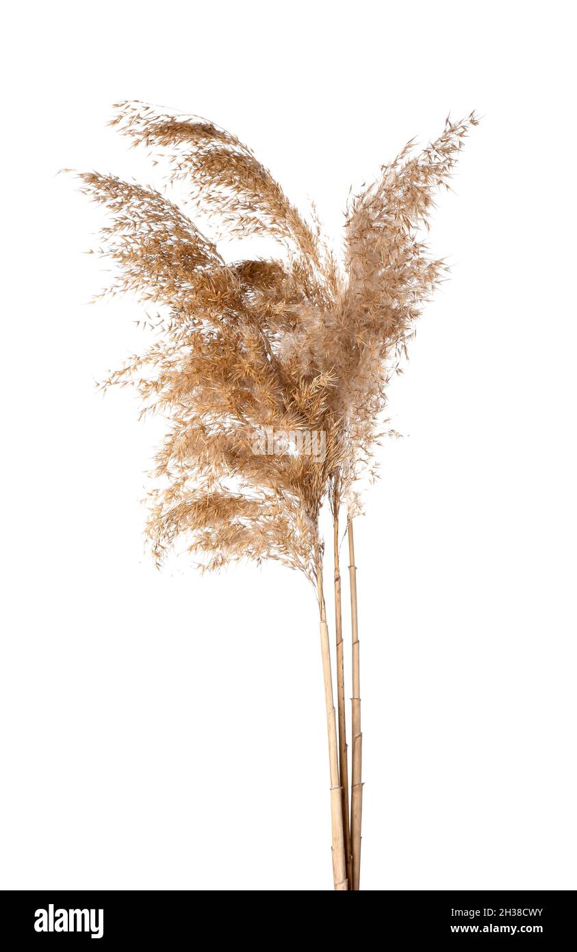 Dry common reeds on white background Stock Photo