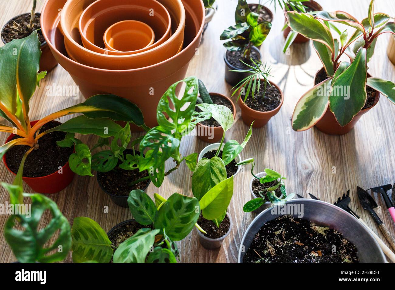 Green seedlings in pots, potting plants at home. Indoor garden, house