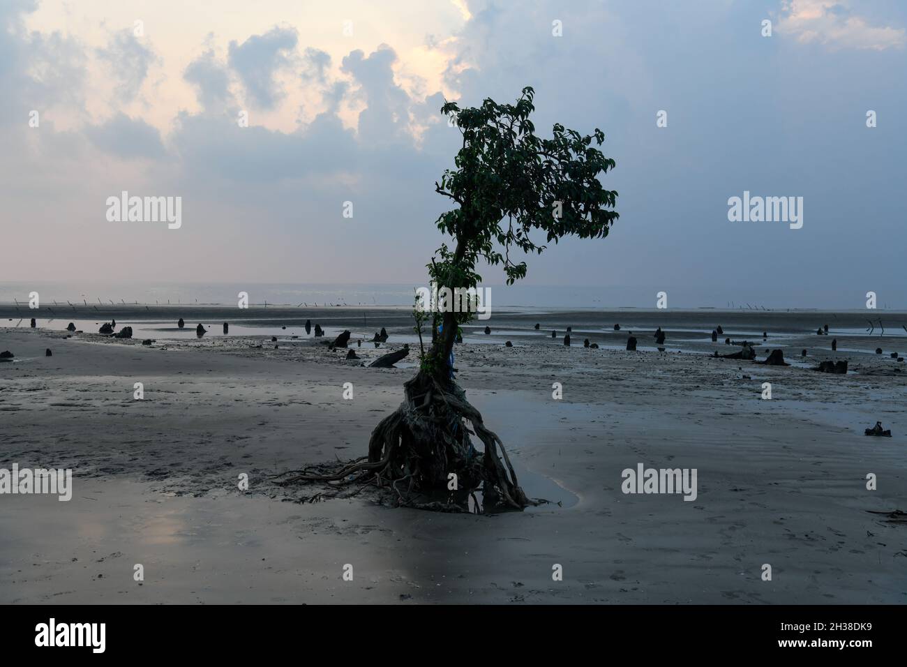 Patuakhali, Bangladesh. 22nd Oct, 2021. A mangrove tree seen dying on the beach due to climate change at Kuakata beach in Patuakhali District.Kuakata, locally known as Sagar Kannya (daughter of the sea) is located in the southwest of Bangladesh. The water level has risen due climate change and sedimentation on the sea-bed. As such tidal surges often flood the beach. The embankment, planted with various species of trees and garden, eco-park, and houses, are on the verge of extinction as erosion has taken a serious turn due to the monsoon. Credit: SOPA Images Limited/Alamy Live News Stock Photo