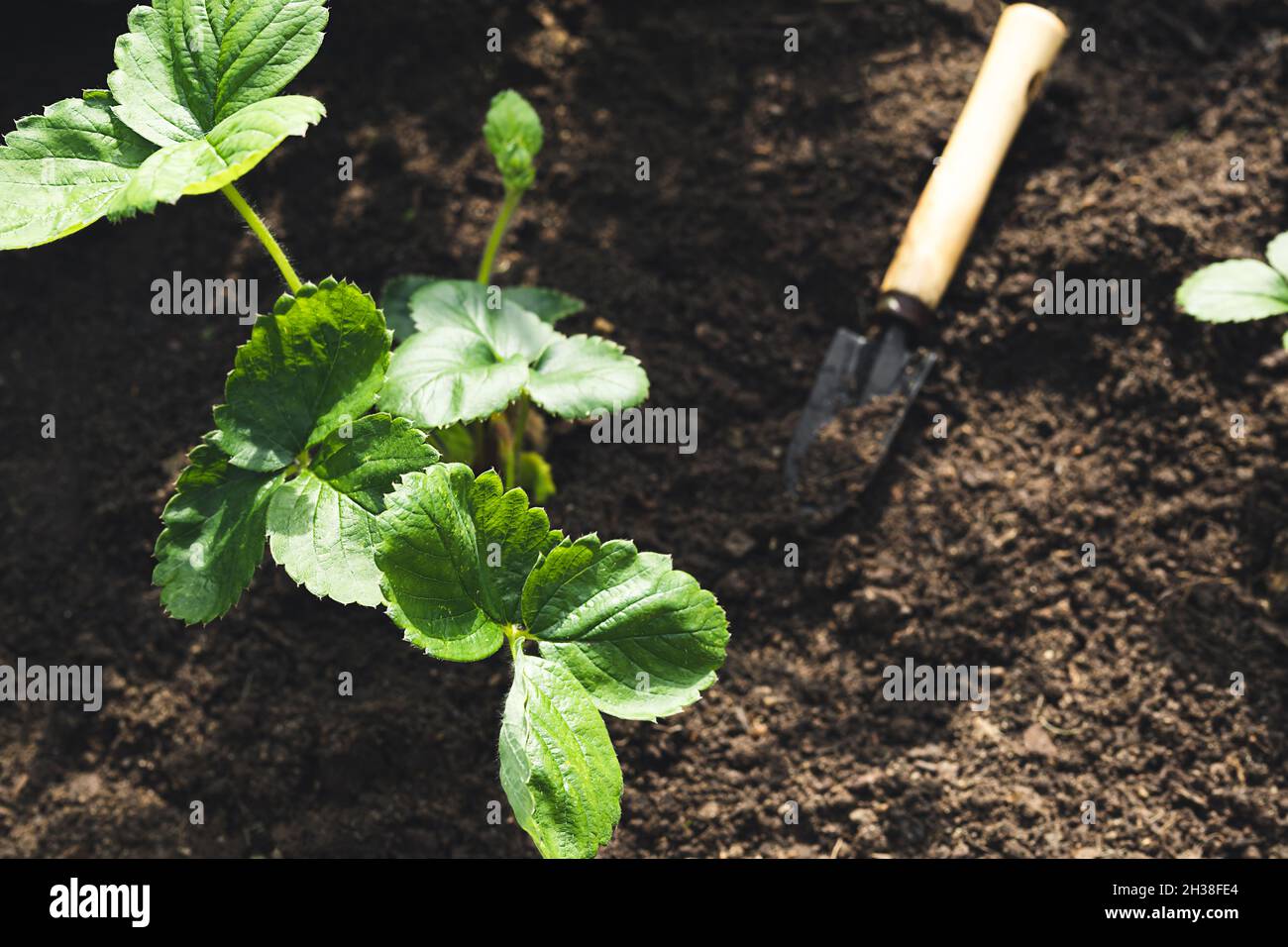 Transplanting strawberries in the fall in the garden, gardening