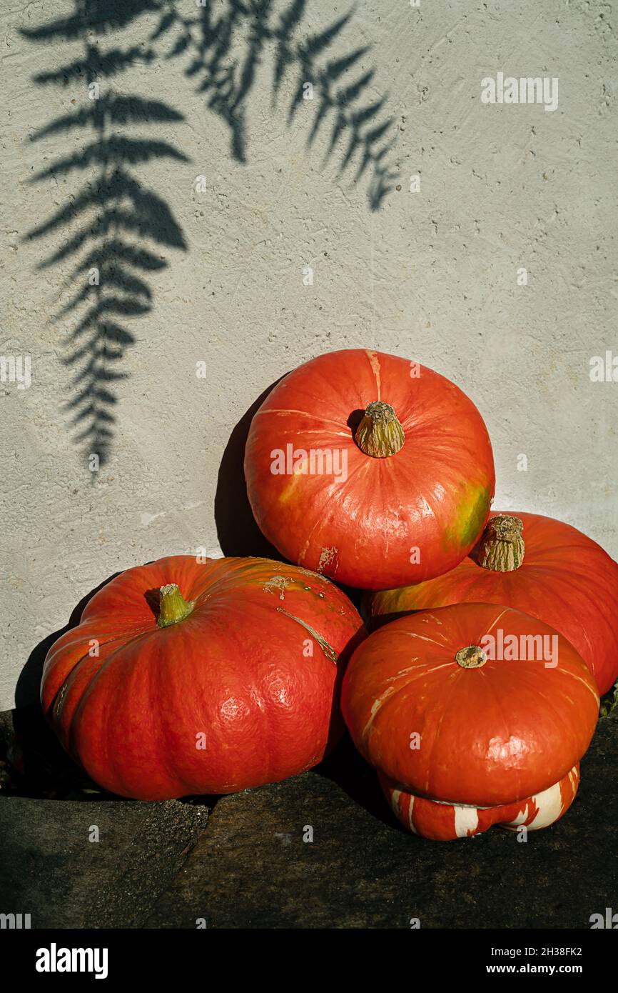 Organic ripe potimarron pumpkins near the gray wall, autumn and harvesting concept, top view with copy space Stock Photo