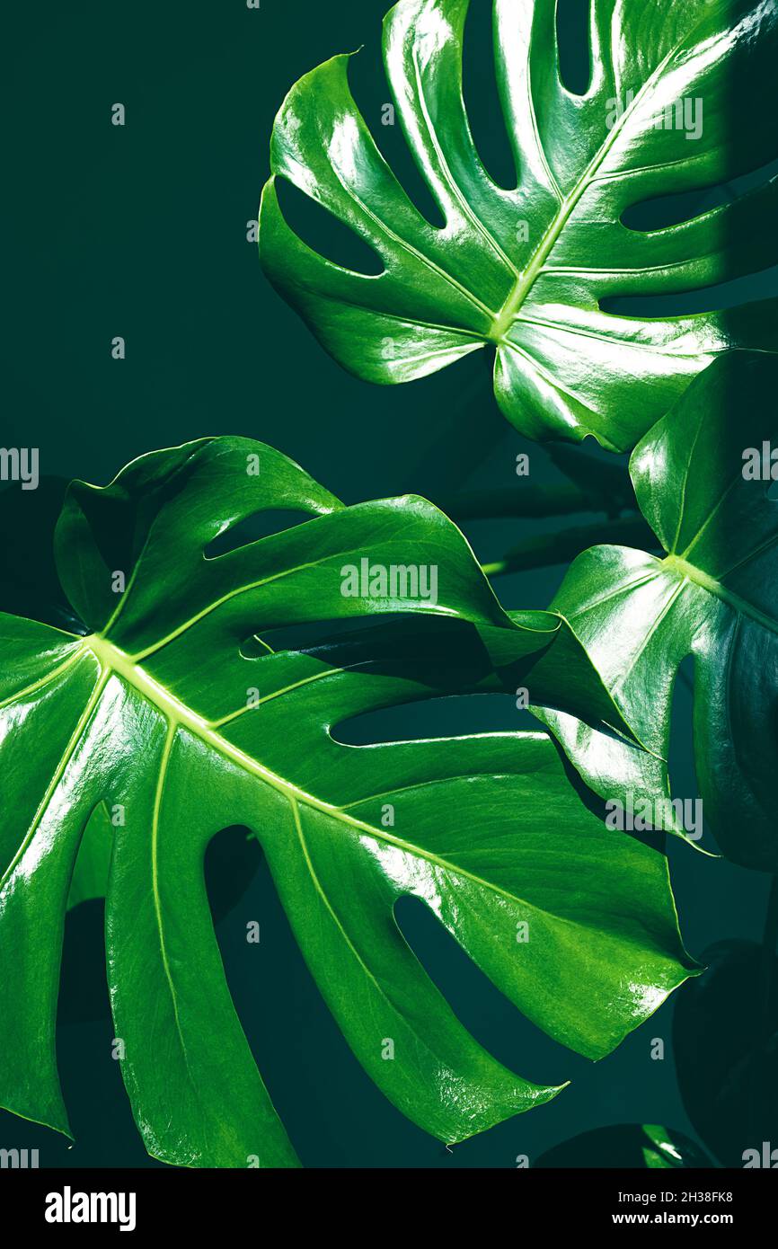 Close-up green leaves of monstera deliciosa or Swiss cheese plant in sunlight, minimalism and scandinavian urban jungle style Stock Photo