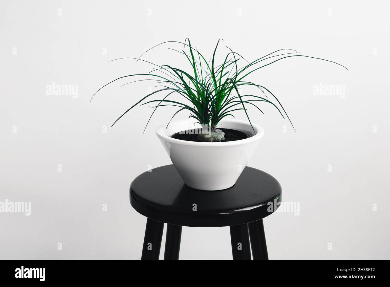 Plant of beaucarnea recurvata in a white flower pot on the black table in daylight Stock Photo