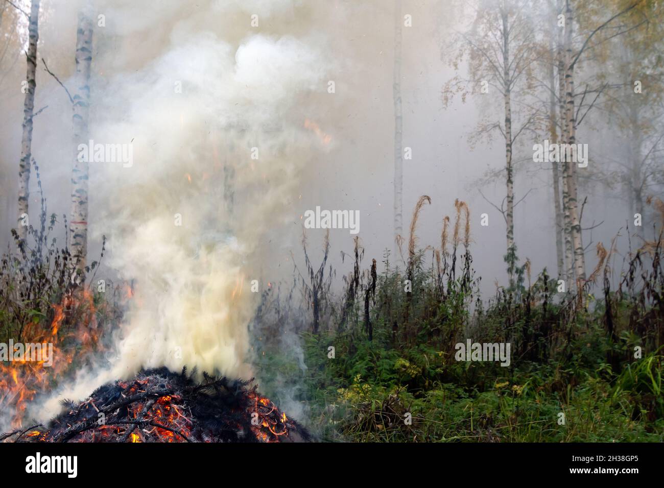 Burning spruce tree branches, thick smoke rising into the sky Stock Photo Alamy