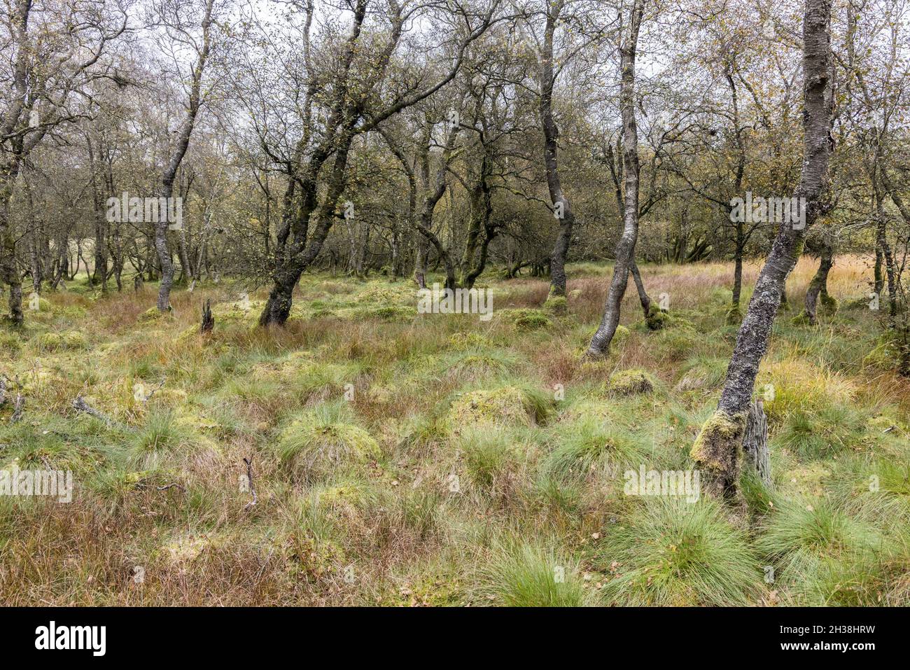 Grass tussocks in deciduous copse on the boardwalk, Malham Tarn nature reserve, Yorkshire Dales, UK Stock Photo