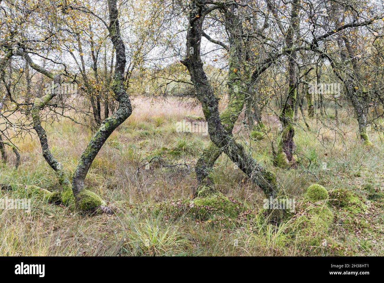 Trees on raised bog near Malham Tarn, Yorkshire, UK Stock Photo