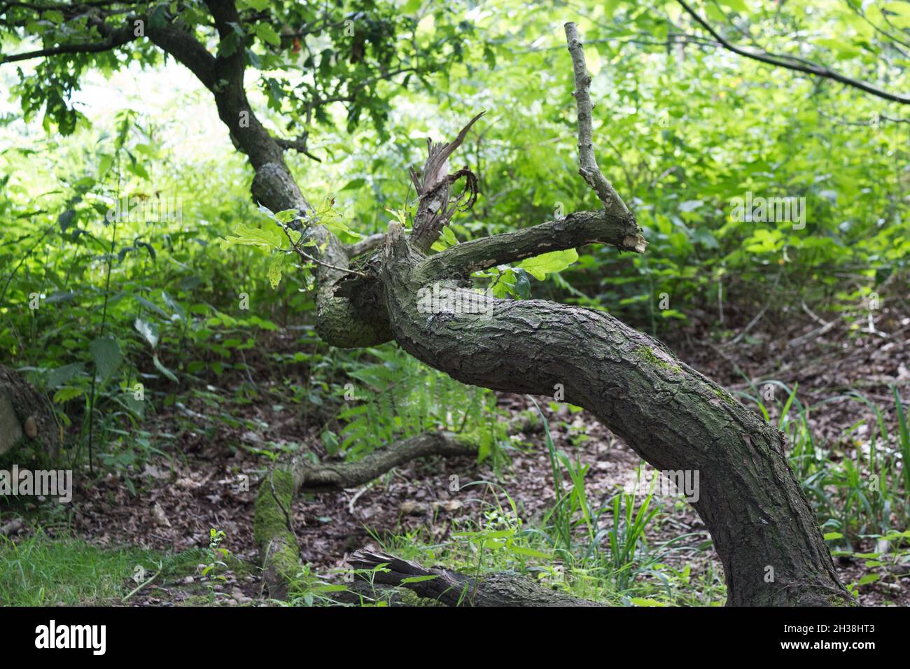 Tree Bark, Tree Trunk, Nature, Plants, Woods, Tree Branches, Greenery, Looking into the Woods, Gravitropism Stock Photo