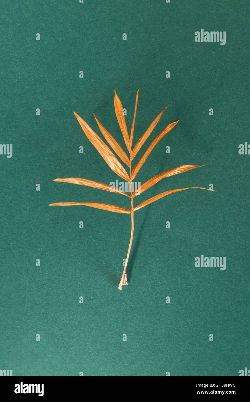 Tropical painted palm leaf hi-res stock photography and images - Alamy