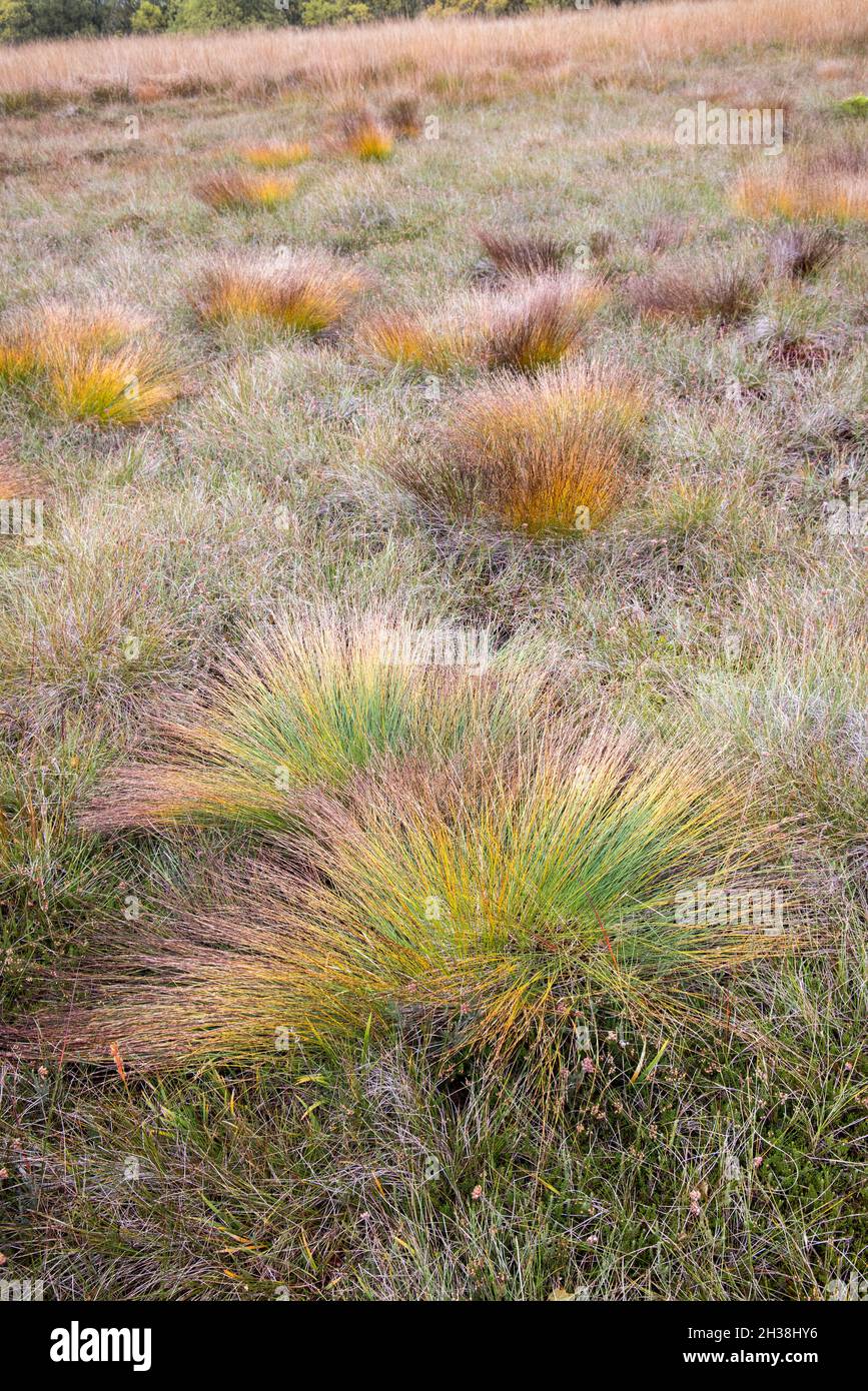 Deer grass, Trichophorum germanicum, Malham Tarn, Yorkshire Dales, UK Stock Photo
