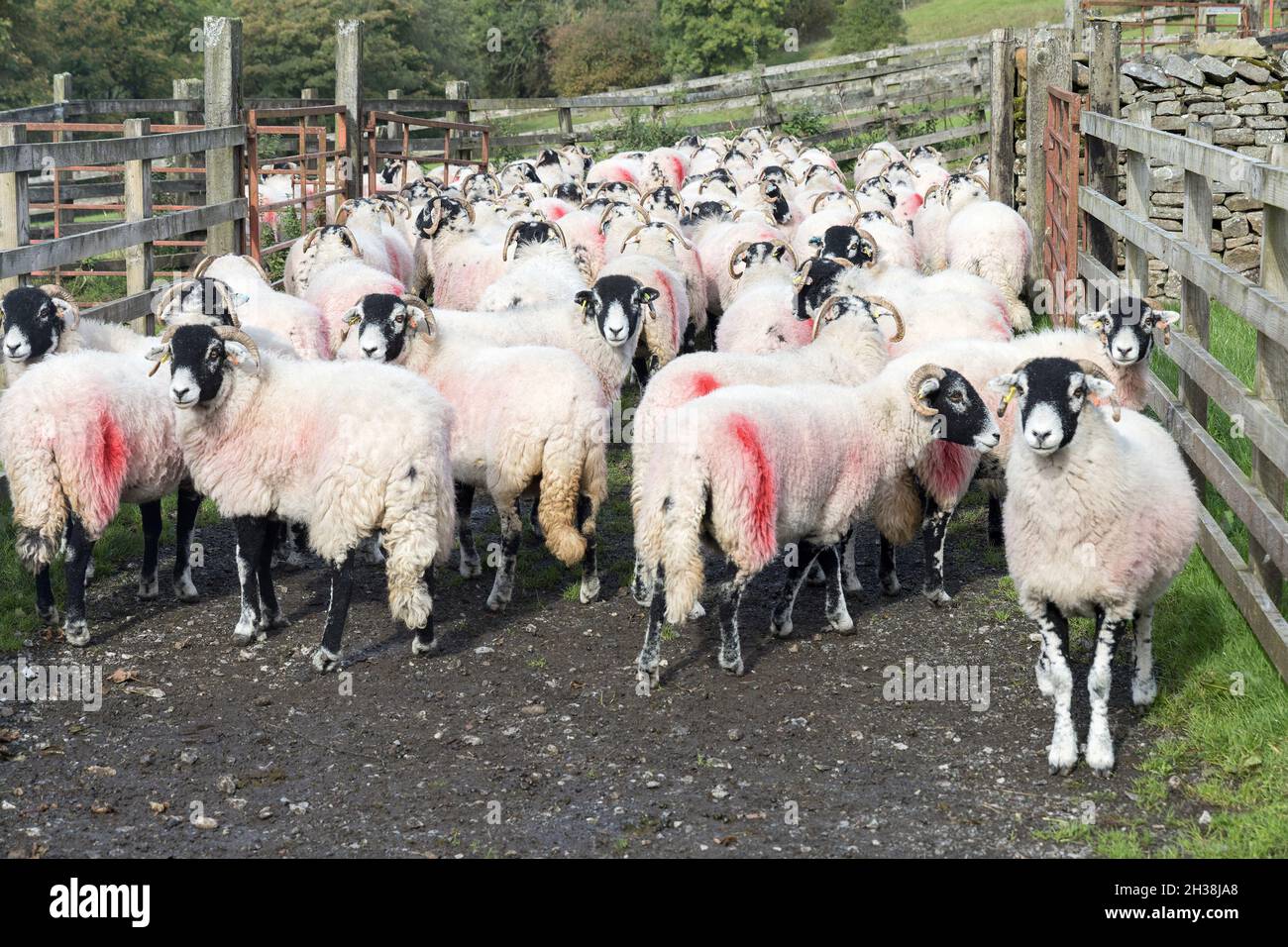 Penned sheep, Yorkshire Dales, UK Stock Photo