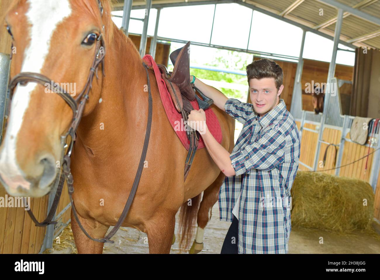Horse trainer in stable hi-res stock photography and images - Alamy
