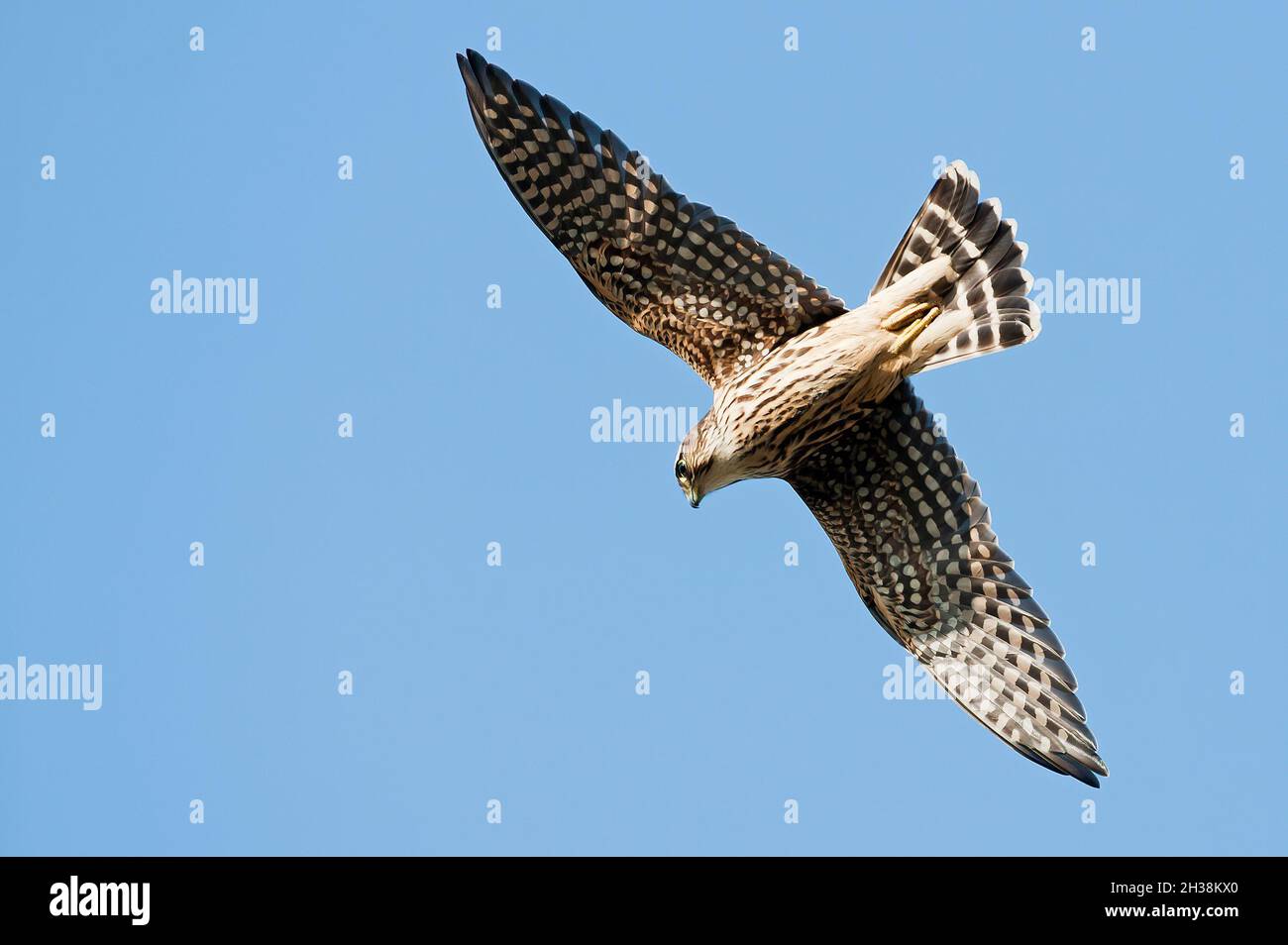 Cooper's hawk in flight during autumn migration Stock Photo Alamy
