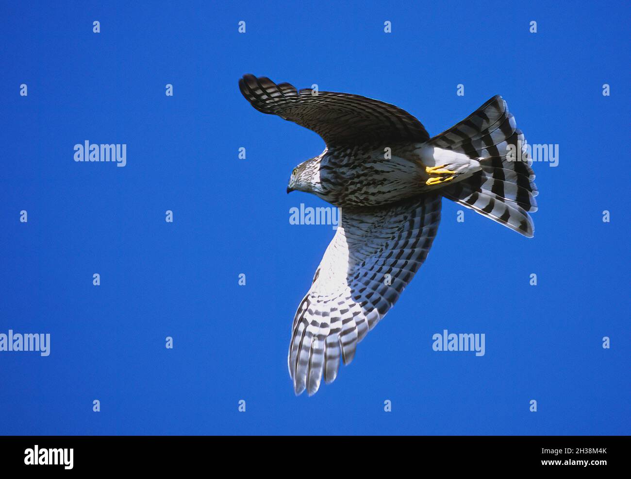 Cooper's hawk in flight during autumn migration Stock Photo Alamy