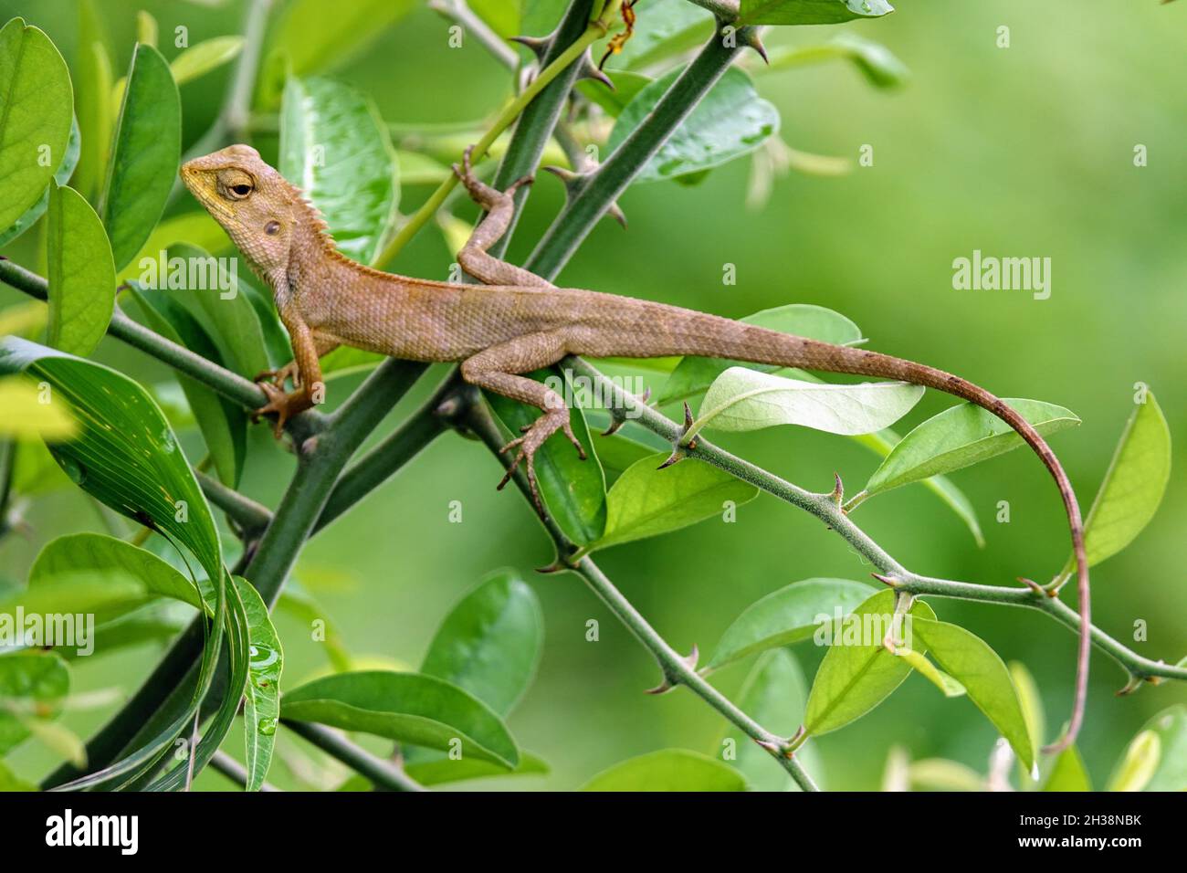 Closeup shot of a lizard on the branches among the green leaves Stock ...