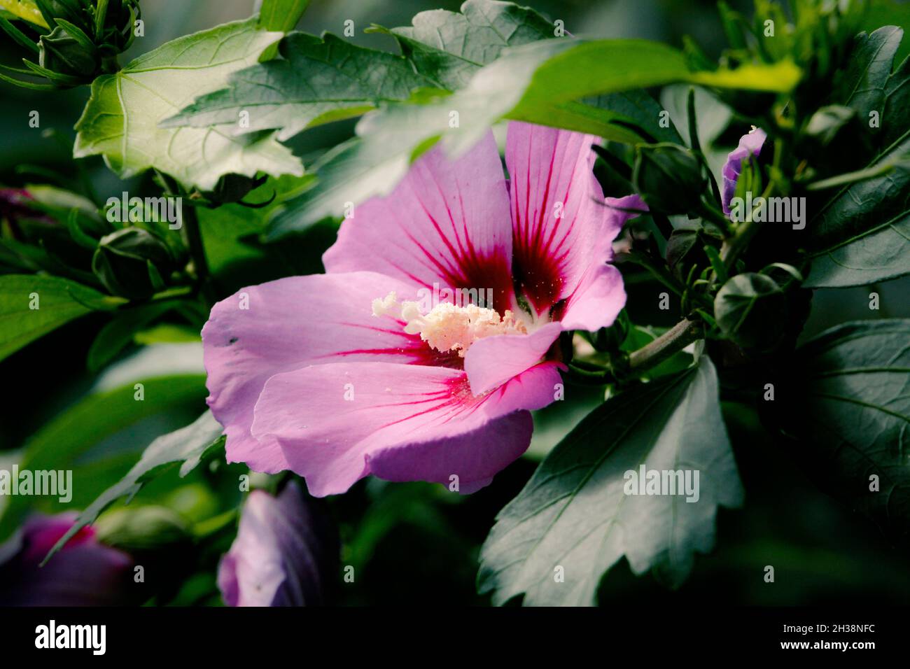 Closeup of pink Hibiscus syriacus with a background of leaves Stock ...