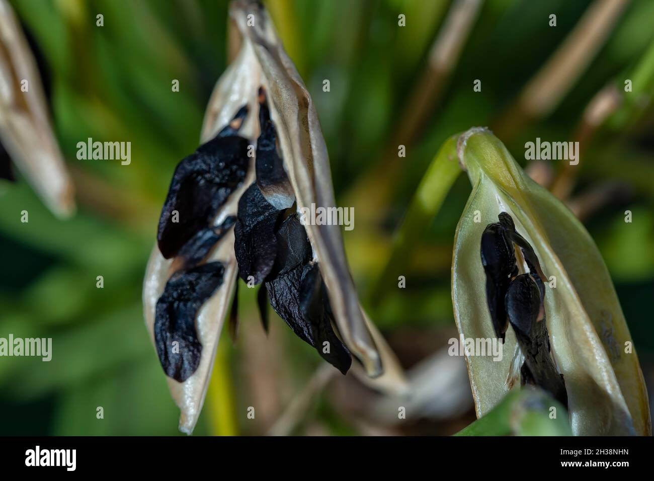 Detail of the seeds of an Agapanthus africanus in the garden Stock Photo