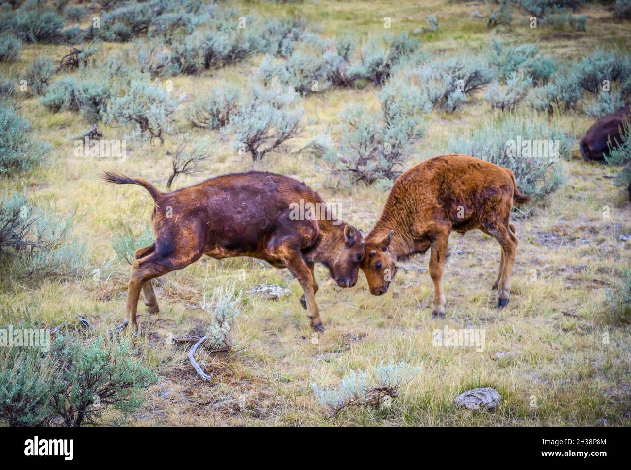 Teenage calves ruts in the field of Yellowstone National Park, Wyoming Stock Photo