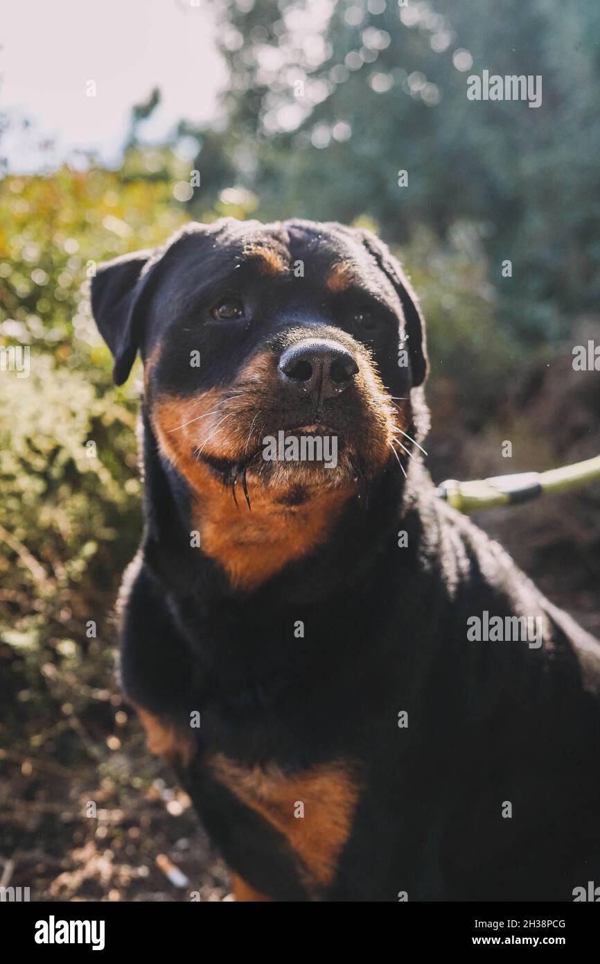 Large specimen of American line rottweiler Stock Photo - Alamy