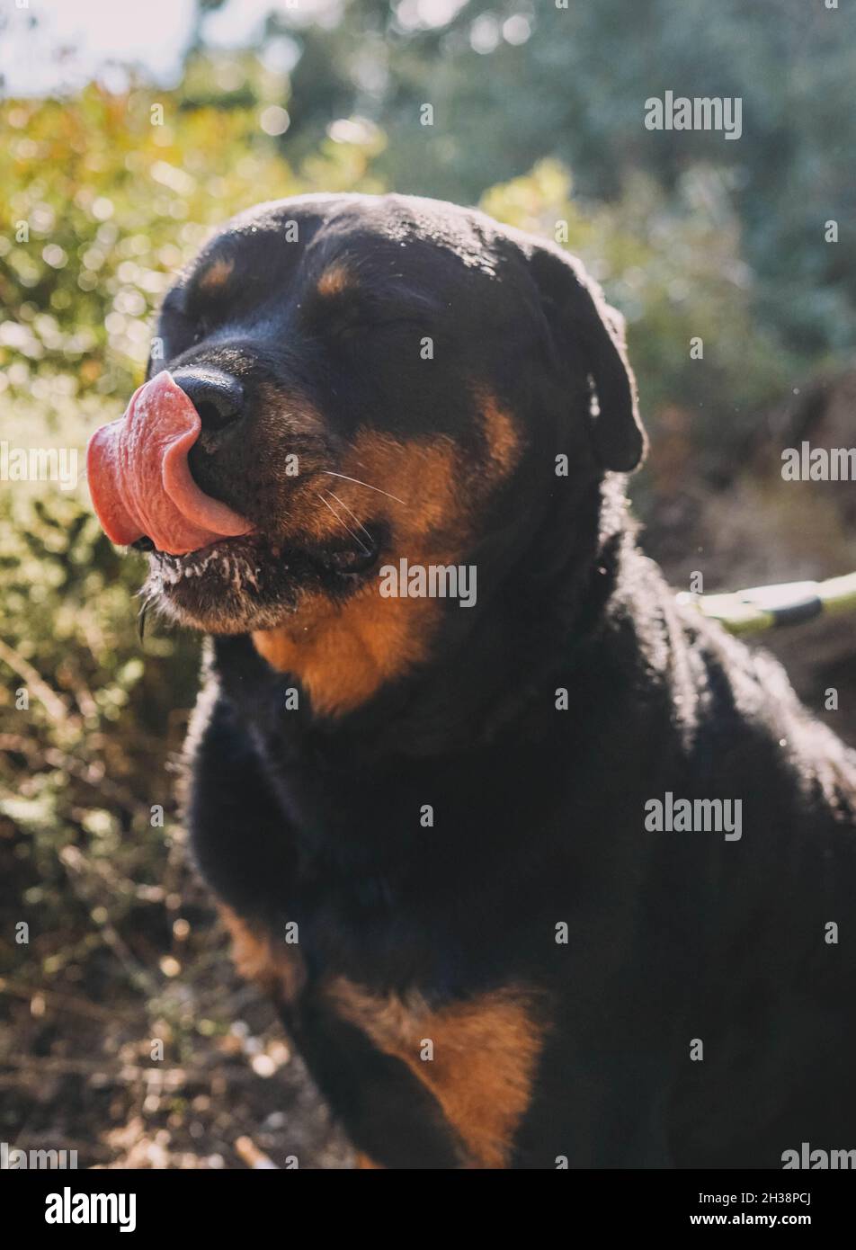 Large specimen of American line rottweiler Stock Photo - Alamy