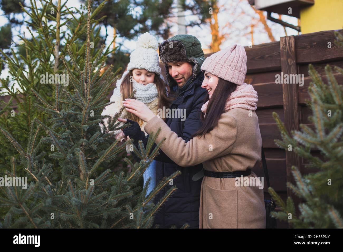 Family together choose the Christmase tree for the evening celebration Stock Photo