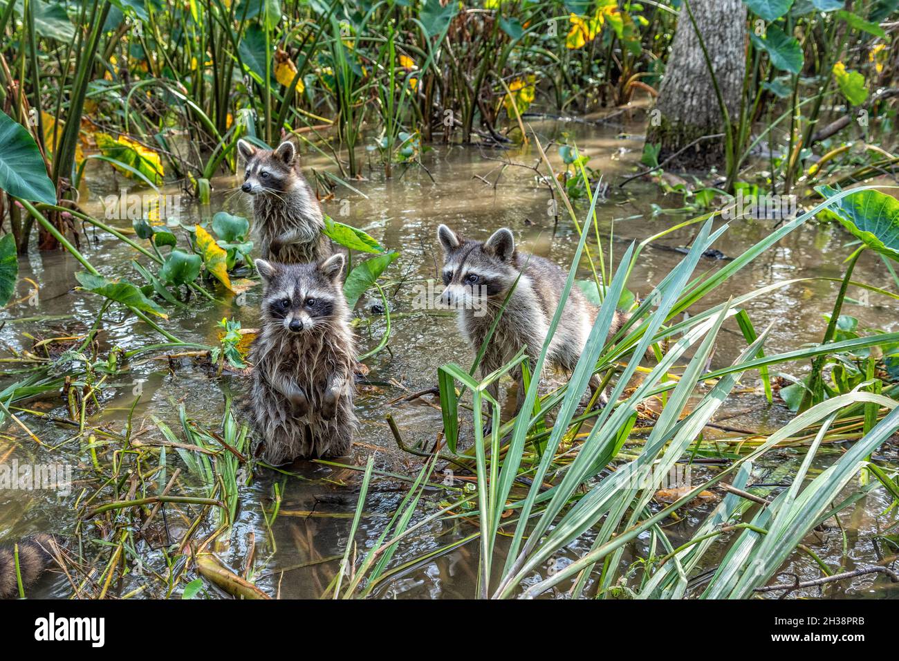 Three raccoons, procyon lotor, in the Honey Island Swamp, Louisiana, USA. Stock Photo