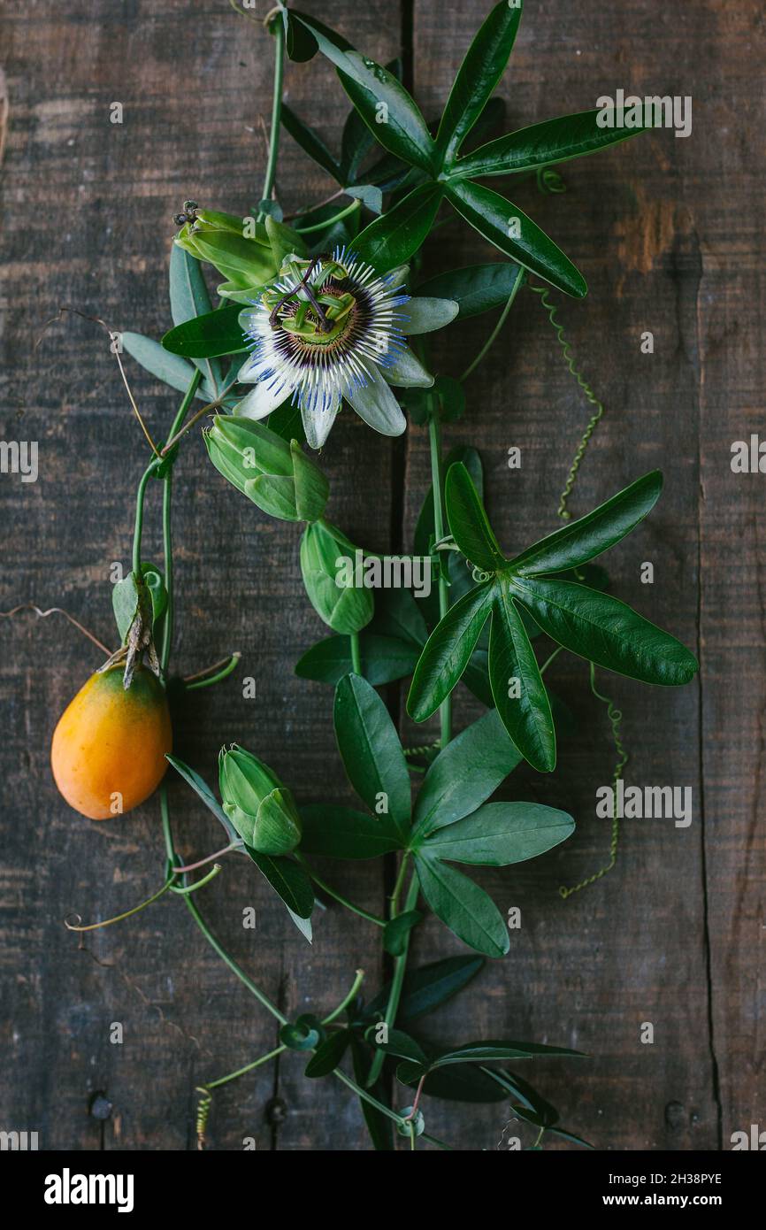 Passion flower fruit hires stock photography and images Alamy