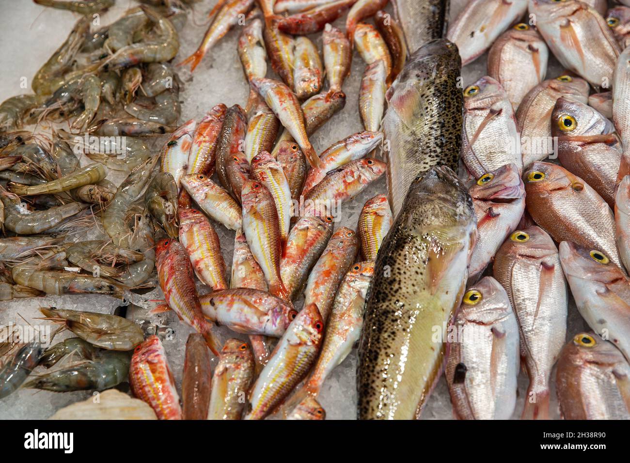 Shrimps, red mullet, litrini, mackerel fish are laid out on ice closeup in a market display case Stock Photo