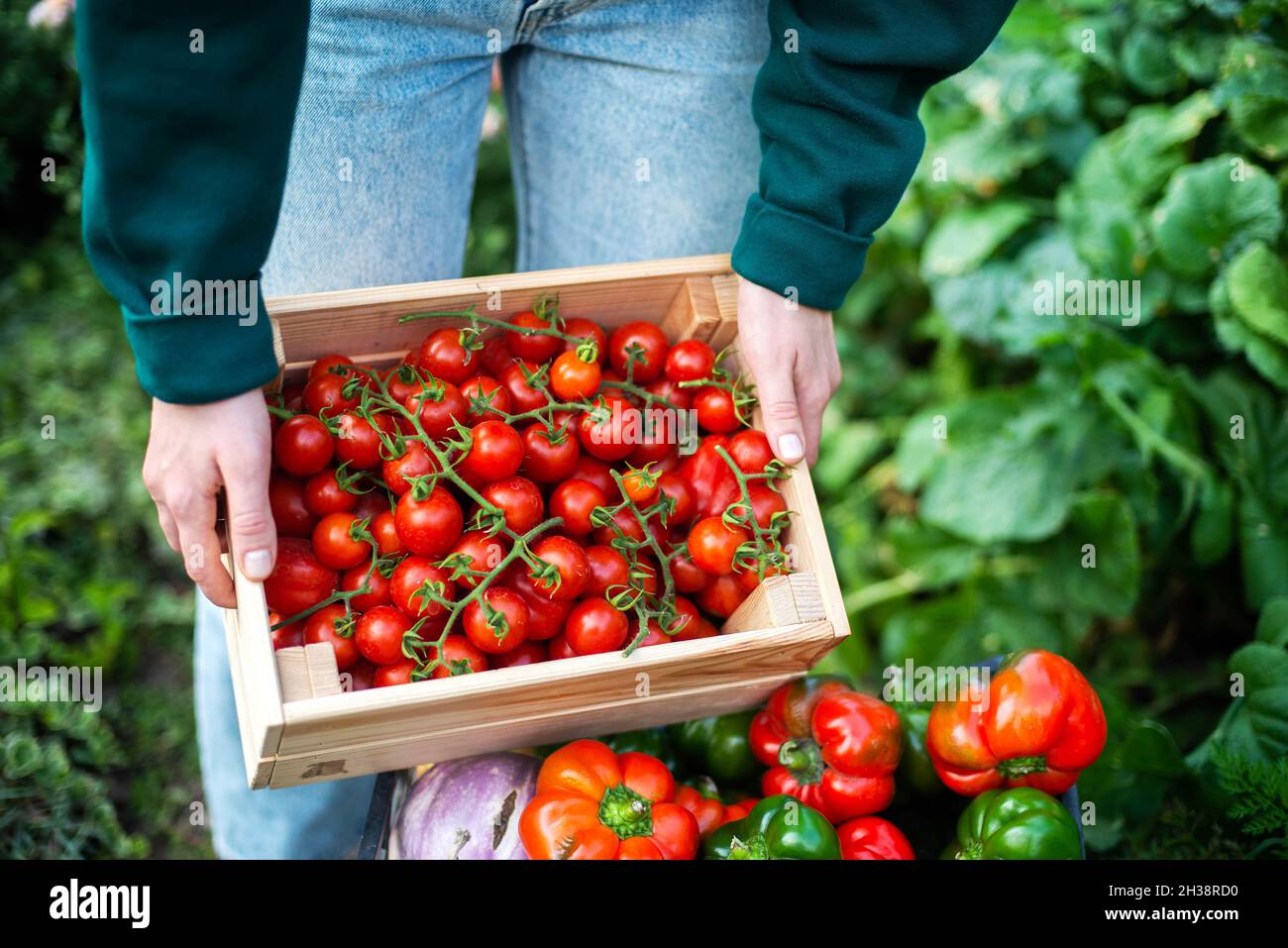 Woman Harvests tomatoes From Her Garden Stock Photo - Alamy