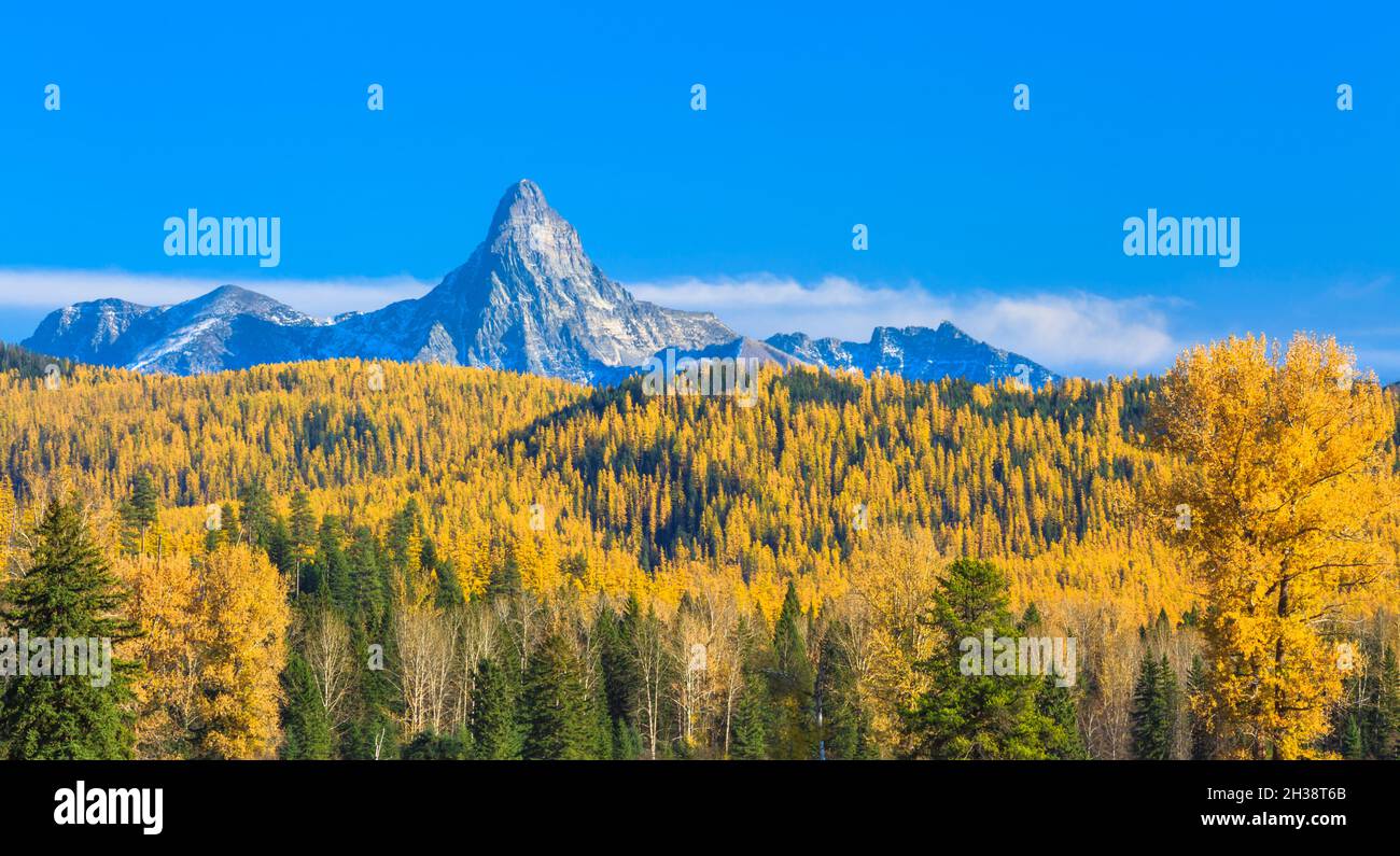 panorama of mount saint nicholas and autumn larch in glacier national park rising above the middle fork flathead valley near essex, montana Stock Photo