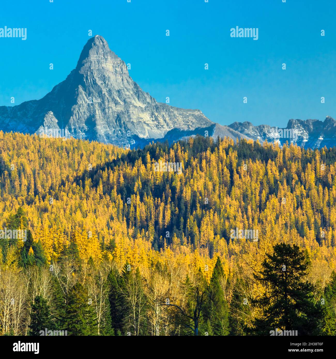 mount saint nicholas and foothills of autumn larch in glacier national park rising above the middle fork flathead valley near essex, montana Stock Photo