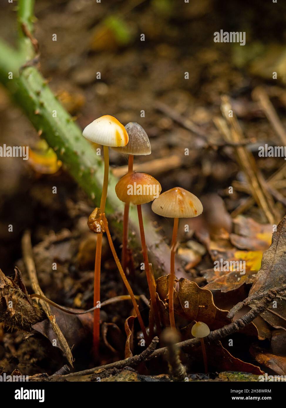 Small group of differently coloured Saffrondrop Bonnet fungi in English woodland. Stock Photo