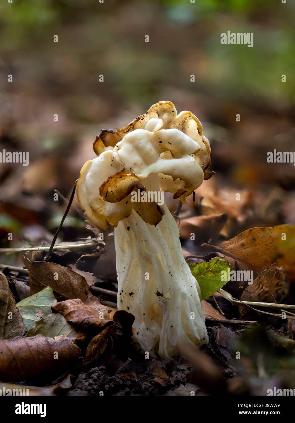 Old White Saddle fungus in Englsih woodland, with spider on stem Stock Photo