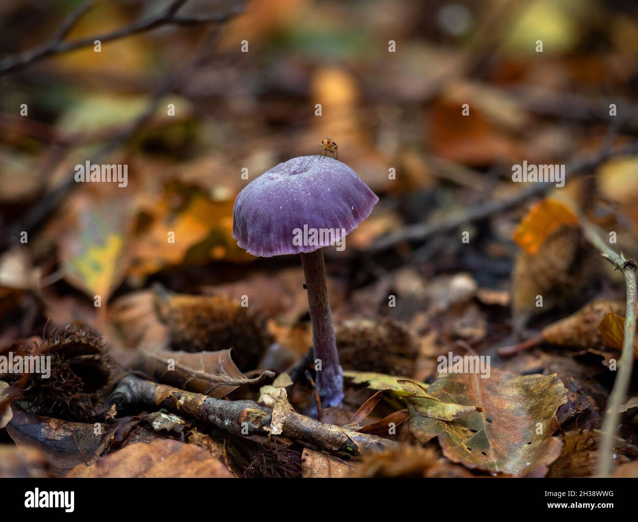 Purple fungus Amethyst Deceiver with fly on cap Stock Photo