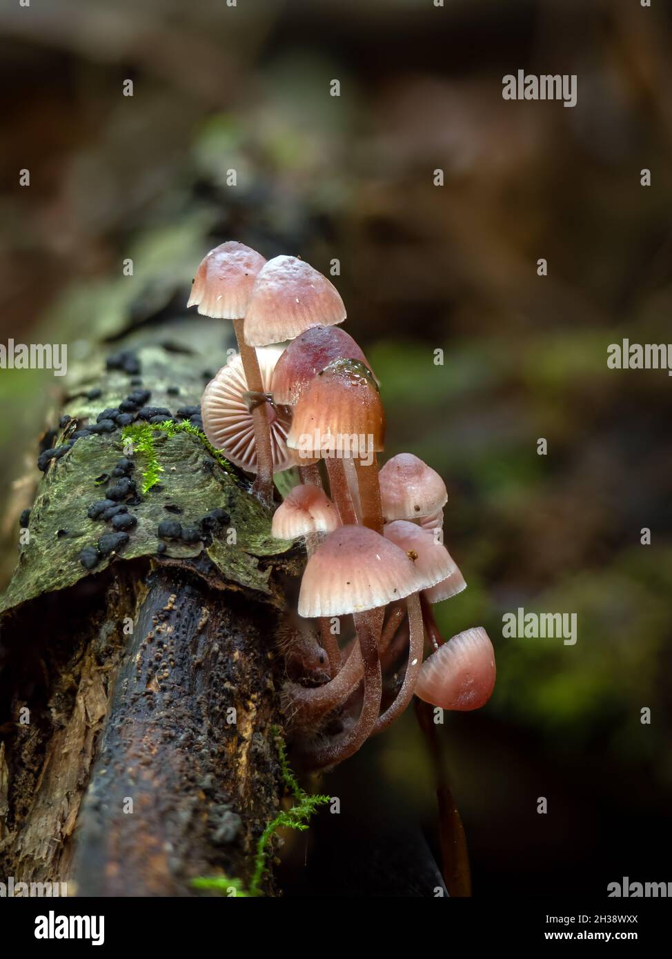 Burgundy-drop Bonnet fungi growing on dead wood in East Sussex woodland. Stock Photo