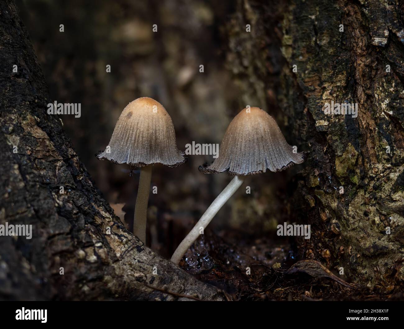 Glistening Inkcaps growing in cleft of tree branches in English woodland. Stock Photo