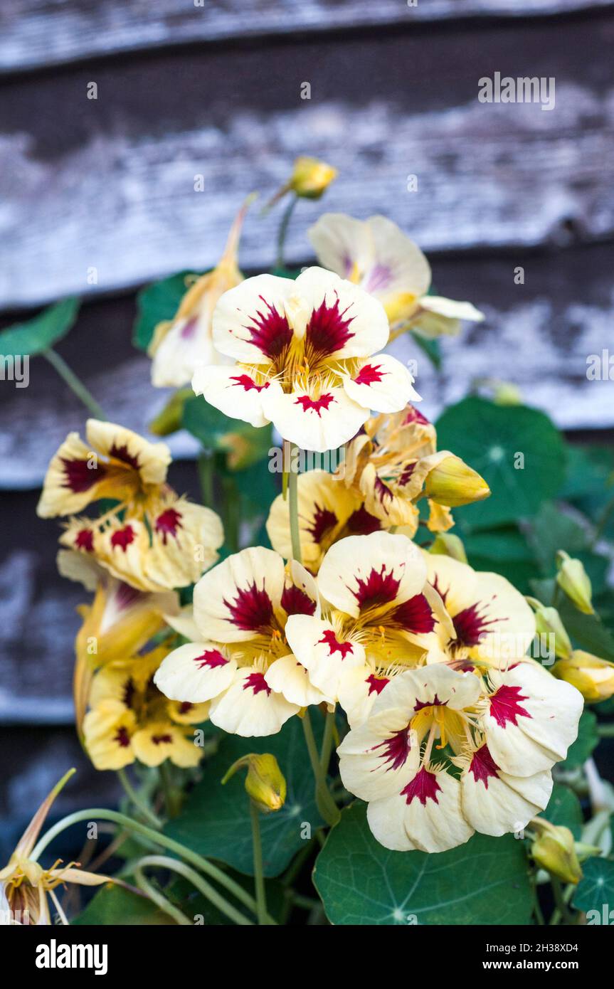 Tropaeolum majus Prince Charming creamy yellow with dark red accents summer flowering bushy.Nasturttium Ideal for pots and containers and in borders Stock Photo