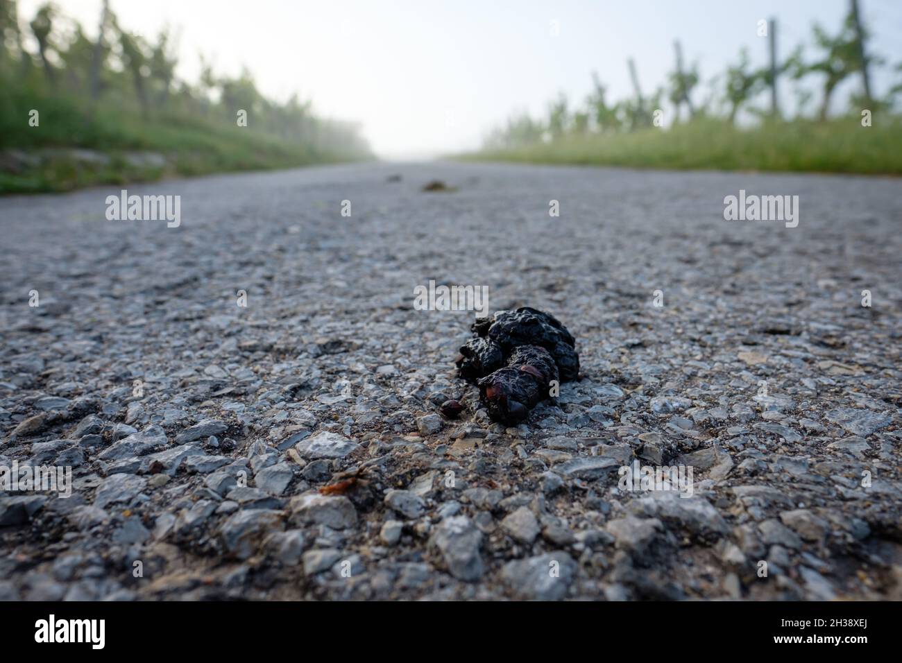 Closeup shot of deer poo dung on the road Stock Photo
