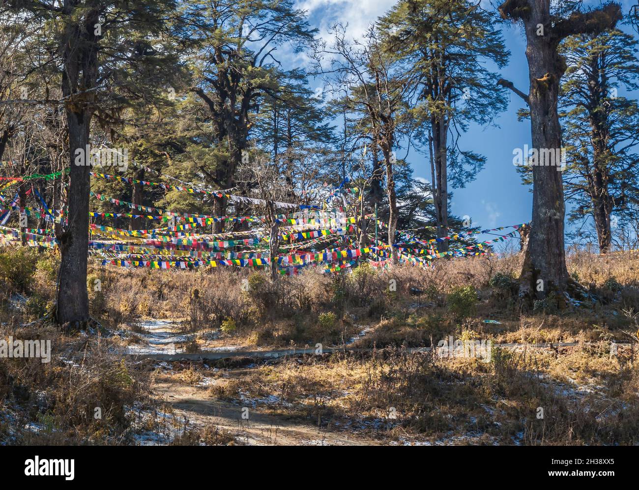 Traditional prayer Tibetan Buddhist flags Lung Ta on Dochula Pass in Bhutan, Himalayas. Stock Photo
